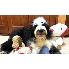 ♀︎ミックス犬