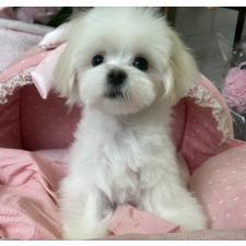 ♀︎マルチーズ