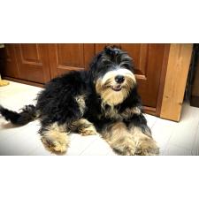 ♀︎ミックス犬