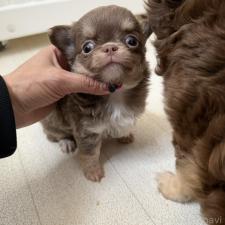 ♀︎チワワ(ロングコート)