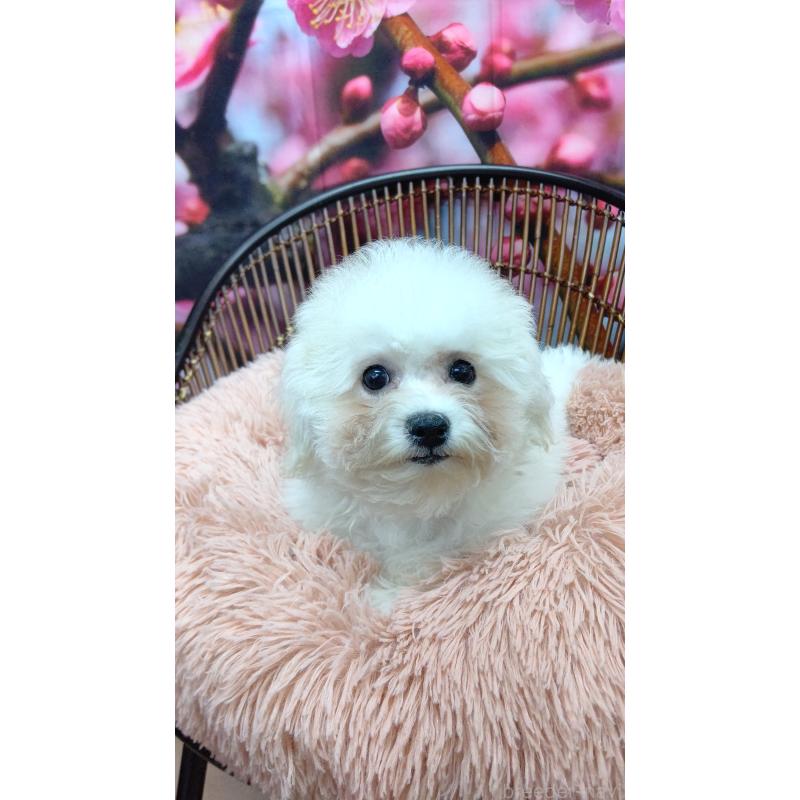 販売中の東京都のビションフリーゼ-447017の2枚目