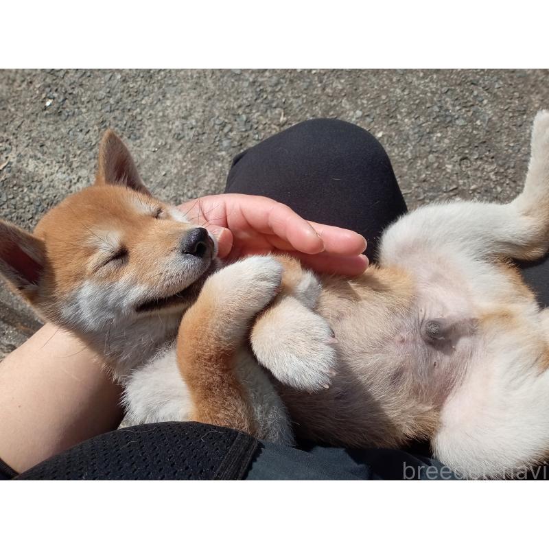 販売中の熊本県の豆柴-436767の3枚目