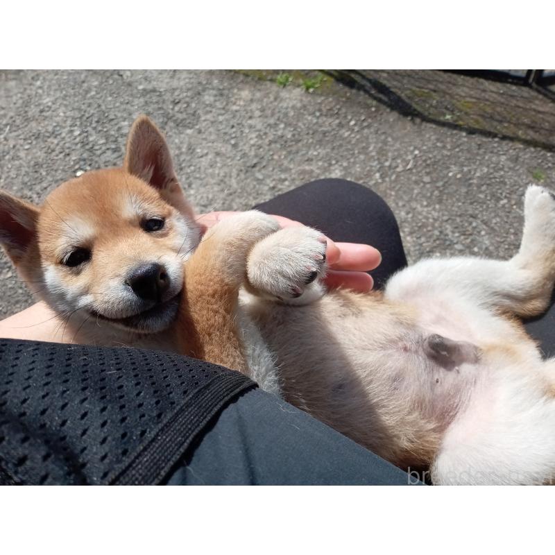 販売中の熊本県の豆柴-436767の2枚目