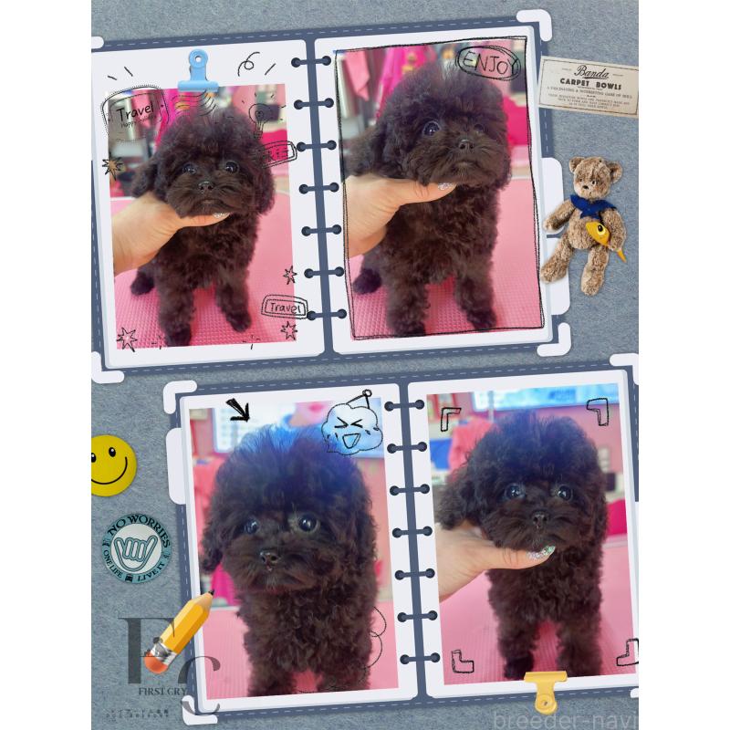 成約済の栃木県のティーカッププードル-437784の2枚目