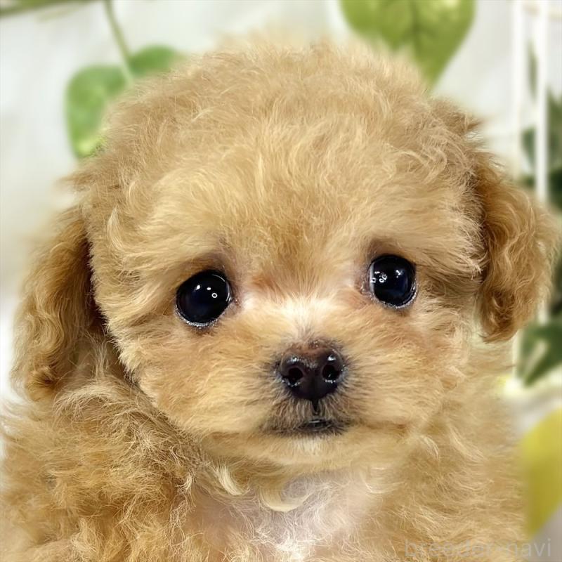 販売中の滋賀県のチワプー:チワワ×トイプードル-448692