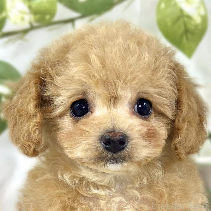 販売中の滋賀県のチワプー:チワワ×トイプードル-448694