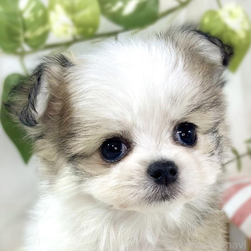 販売中の滋賀県のチワマル:チワワ×マルチーズ-448700