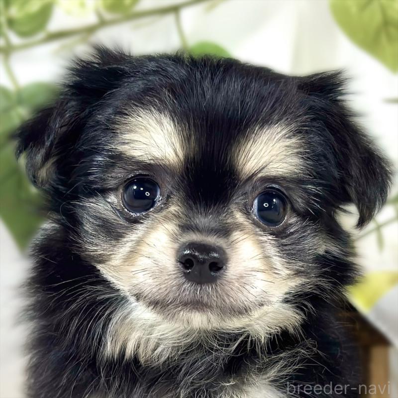 販売中の滋賀県のチワマル:チワワ×マルチーズ-448705