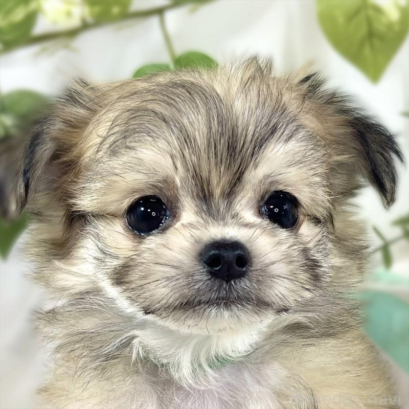 販売中の滋賀県のチワマル:チワワ×マルチーズ-448707