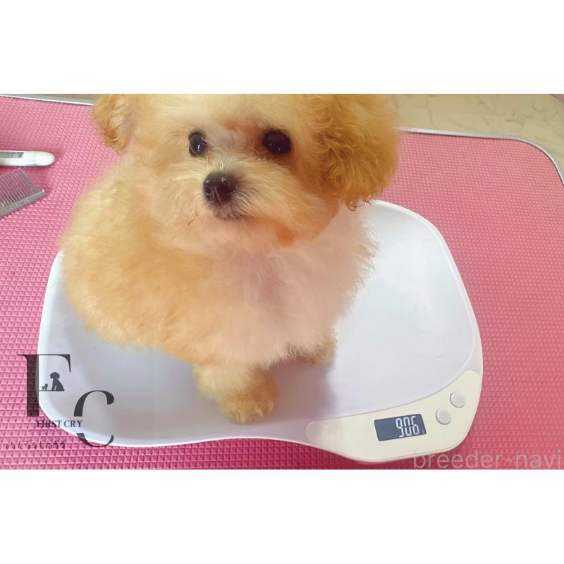 販売中の栃木県のティーカッププードル-437786の2枚目