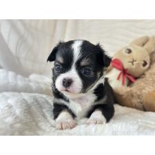 ♀︎チワワ(ロングコート)