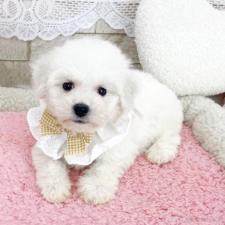 ♀︎ビションフリーゼ