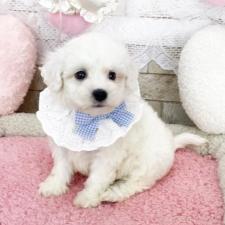 ♀︎ビションフリーゼ