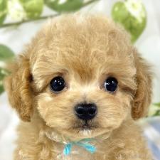 ♀︎チワプー:チワワ×トイプードル