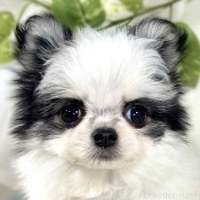 ♀︎チワマル:チワワ×マルチーズ