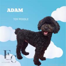 ♀︎トイプードル