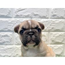 ♀︎フレンチブルドッグ