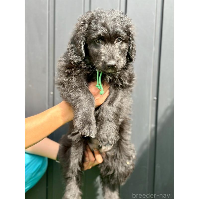 ♂︎ミックス犬