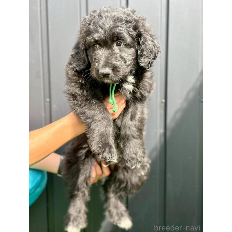 成約済の長野県のミックス犬-442532の7枚目