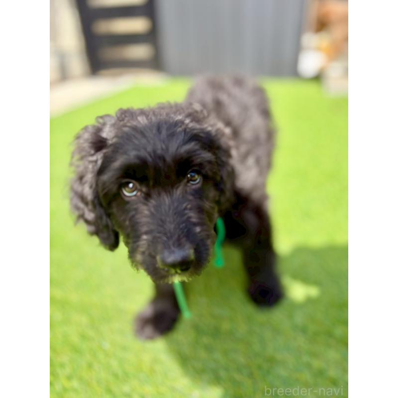 成約済の長野県のミックス犬-442532の6枚目