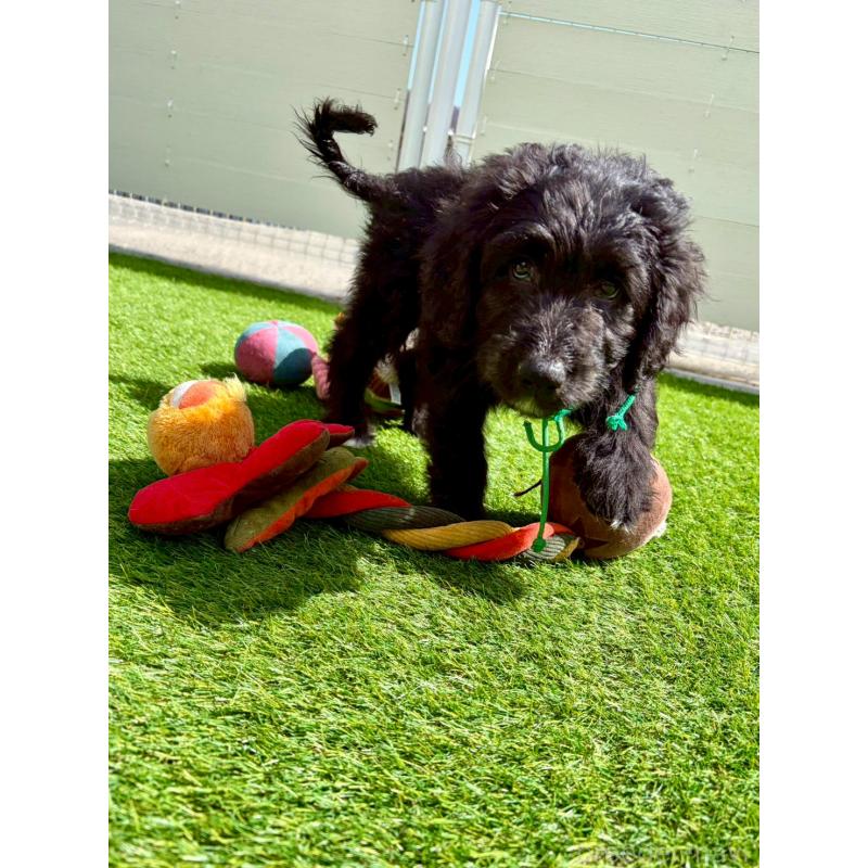 成約済の長野県のミックス犬-442532の5枚目