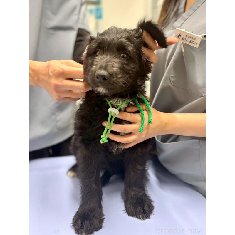 成約済の長野県のミックス犬-442532の4枚目