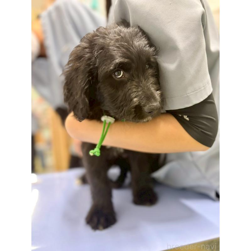 成約済の長野県のミックス犬-442532の3枚目