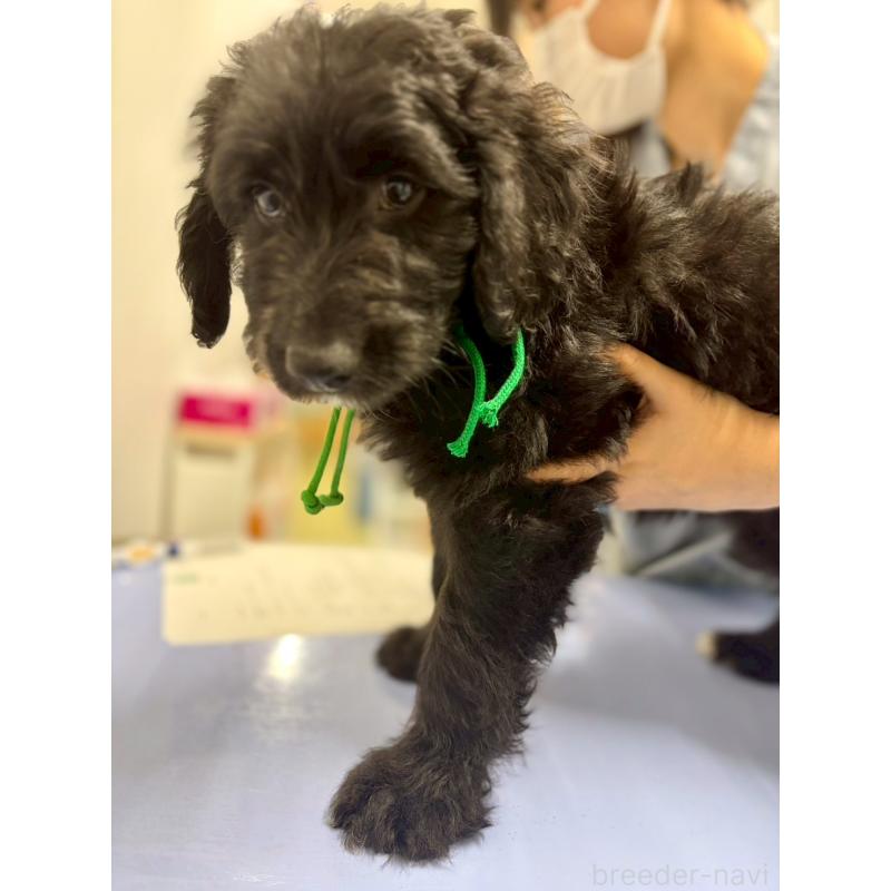 成約済の長野県のミックス犬-442532の2枚目