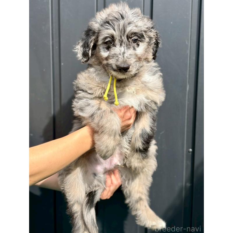 成約済の長野県のミックス犬-442533の8枚目