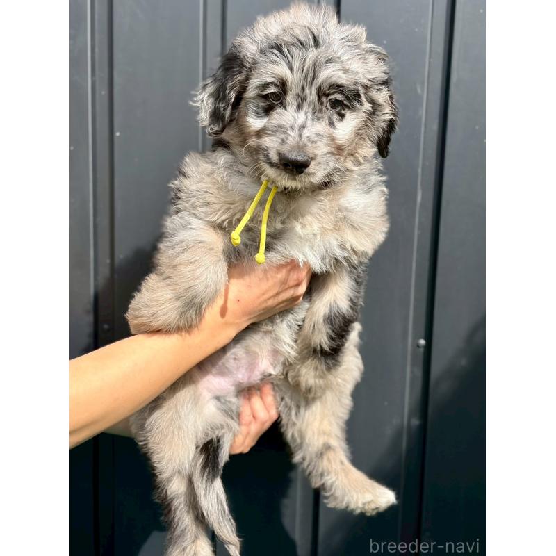 成約済の長野県のミックス犬-442533の7枚目