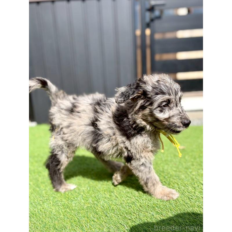 成約済の長野県のミックス犬-442533の5枚目