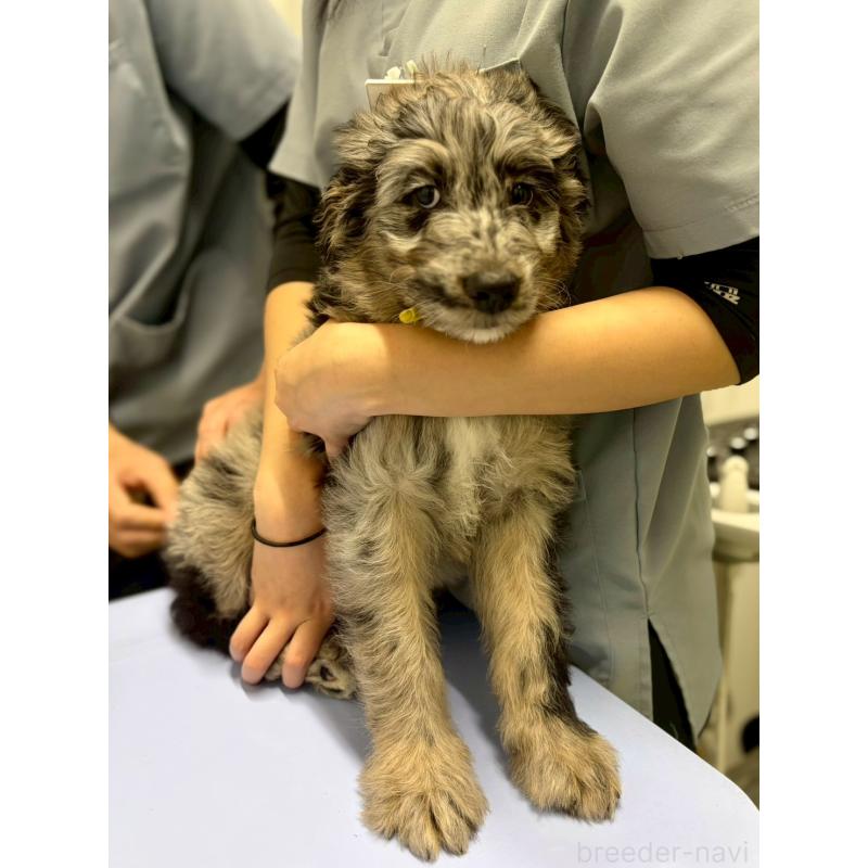 成約済の長野県のミックス犬-442533の4枚目