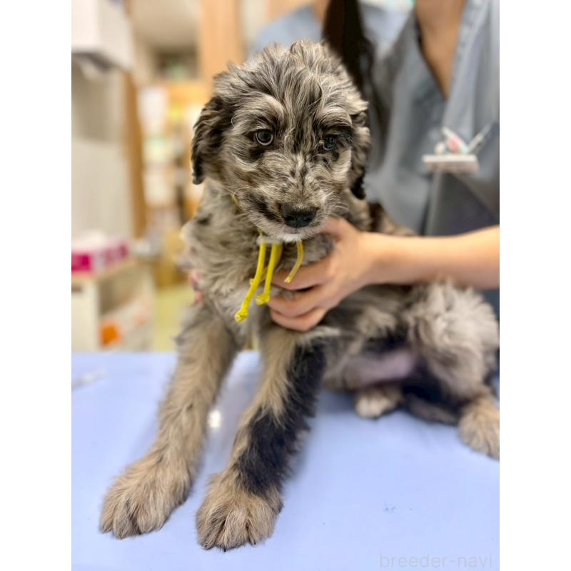 成約済の長野県のミックス犬-442533の2枚目