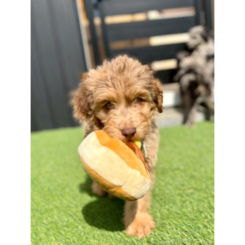 販売中の長野県のミックス犬-442537の8枚目