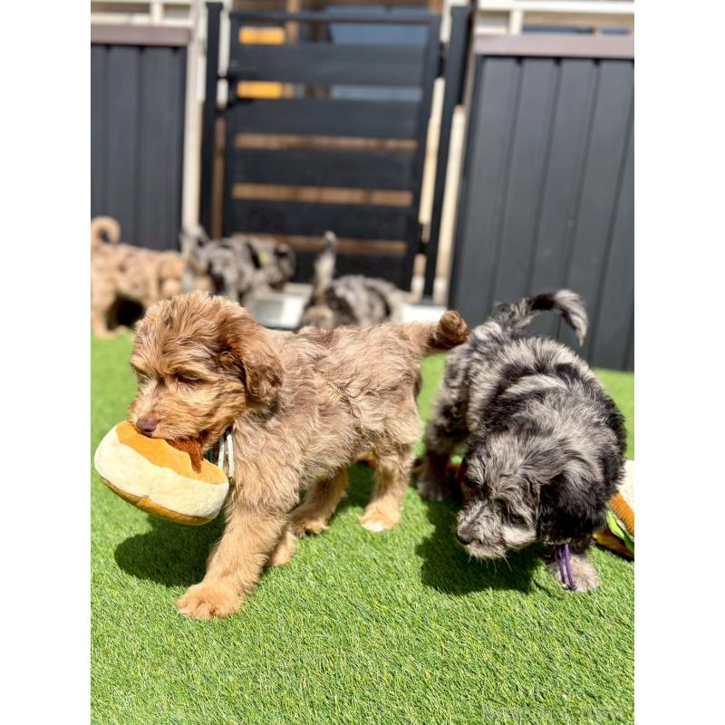 販売中の長野県のミックス犬-442537の7枚目