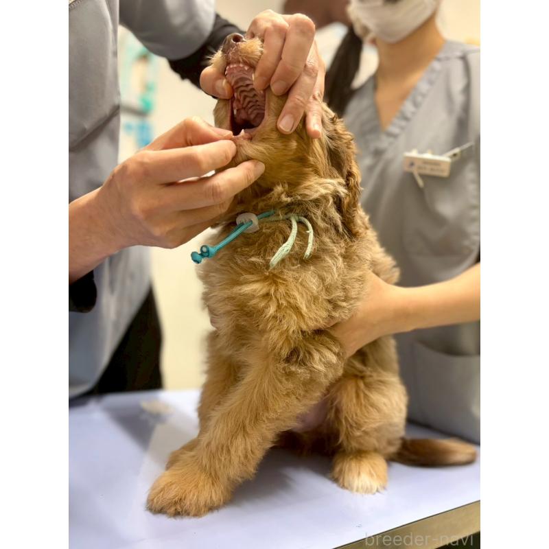 販売中の長野県のミックス犬-442537の6枚目