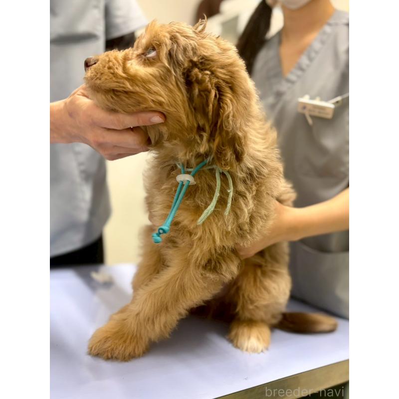 販売中の長野県のミックス犬-442537の5枚目