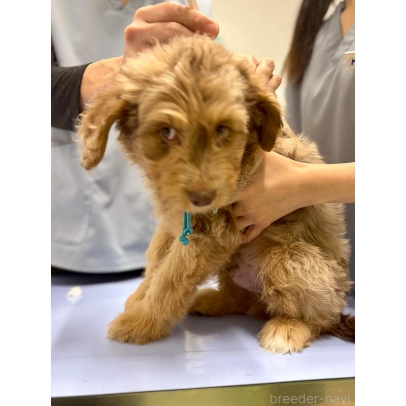 販売中の長野県のミックス犬-442537の4枚目