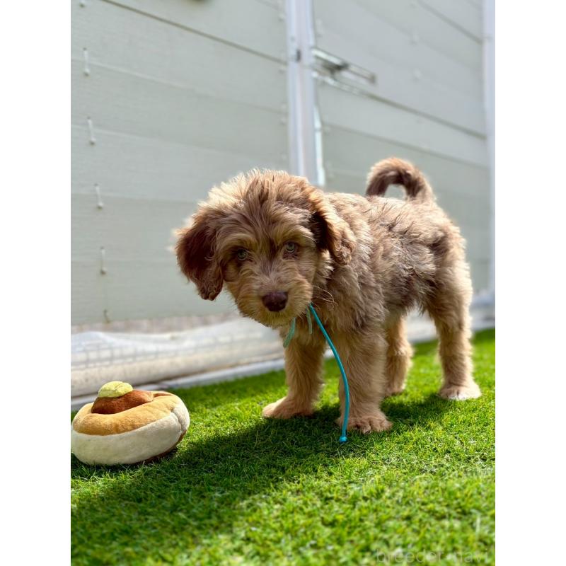 販売中の長野県のミックス犬-442537の3枚目