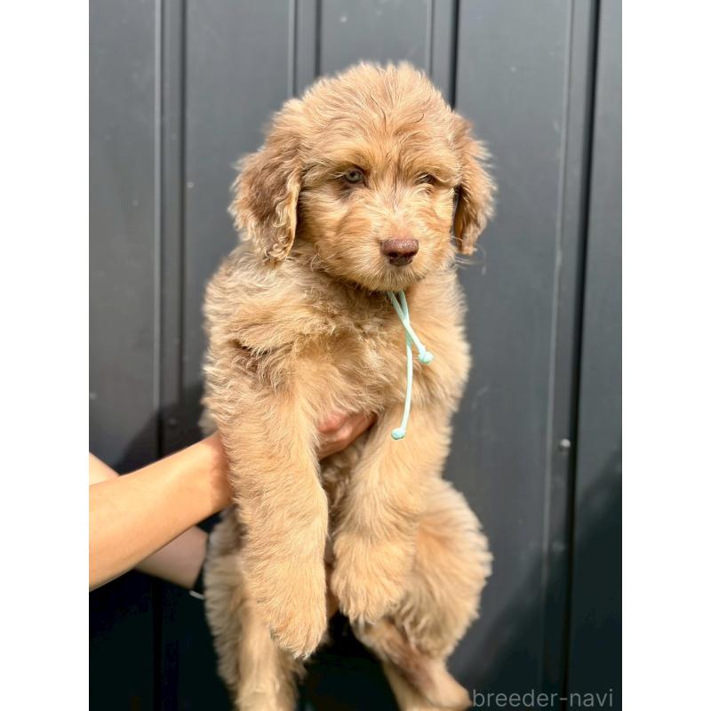 販売中の長野県のミックス犬-442537の2枚目