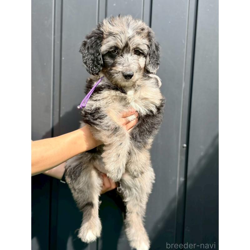 成約済の長野県のミックス犬-442538の11枚目