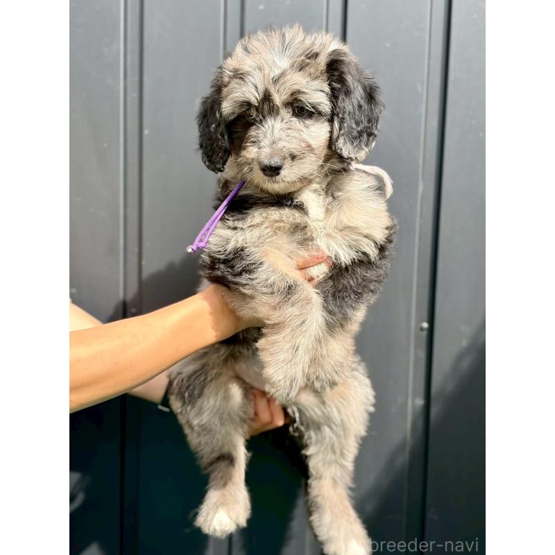 成約済の長野県のミックス犬-442538の10枚目