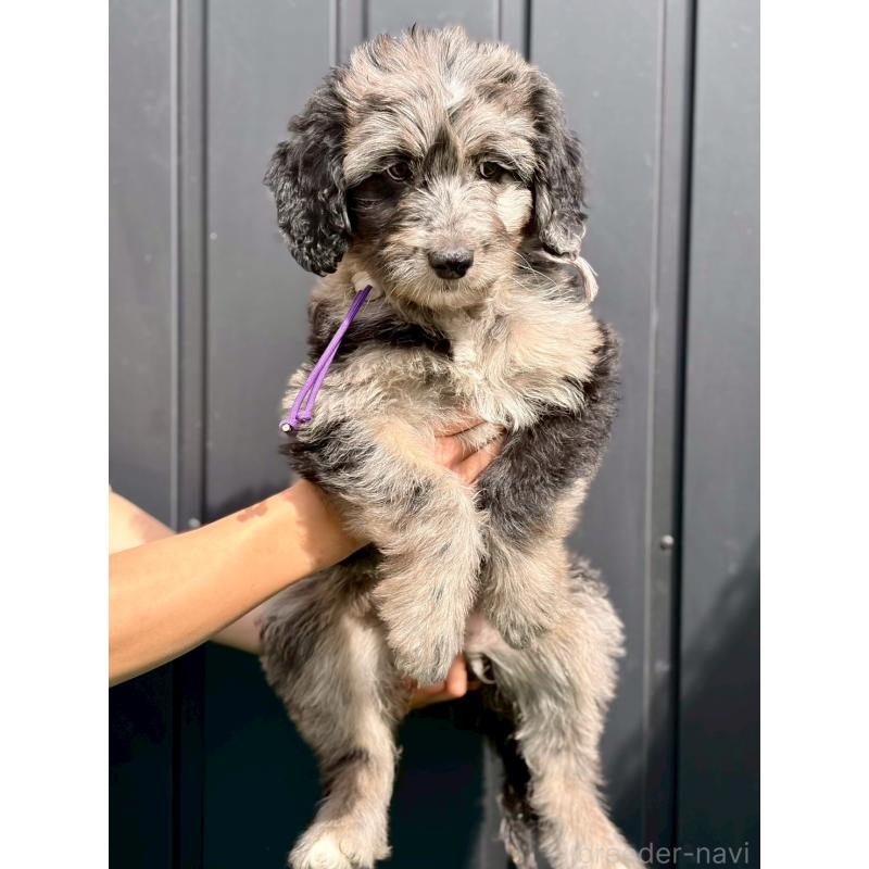 ♀︎ミックス犬