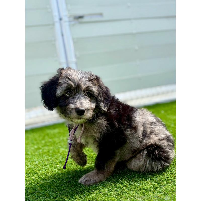 成約済の長野県のミックス犬-442538の9枚目