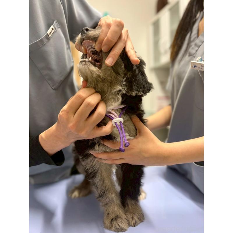 成約済の長野県のミックス犬-442538の6枚目