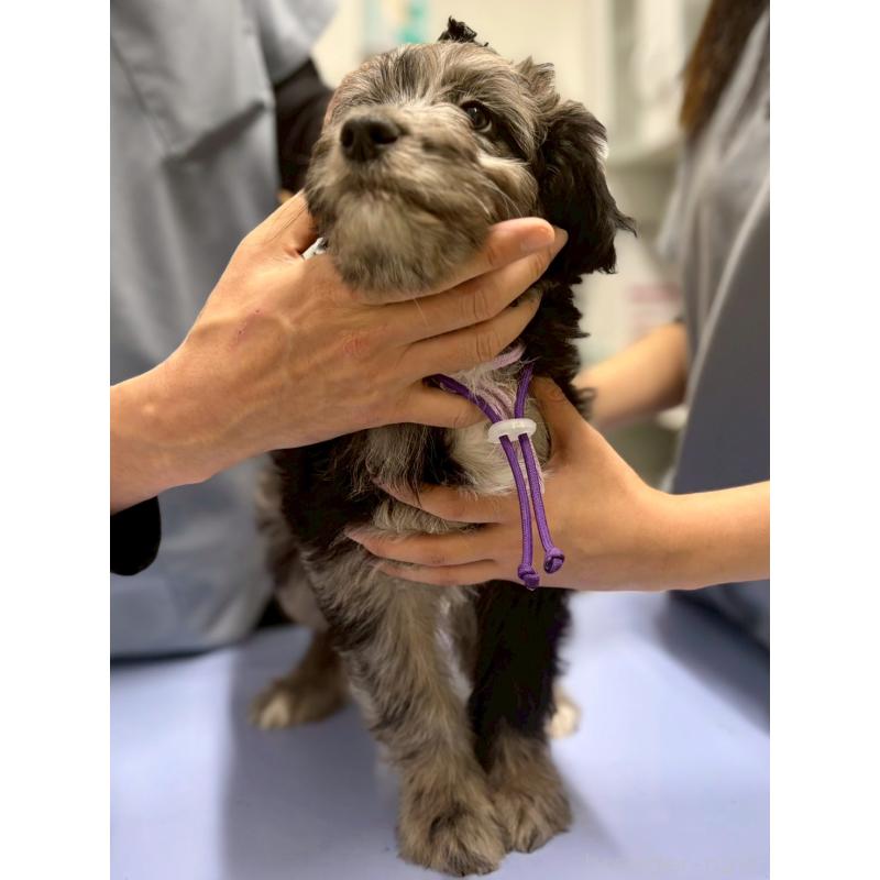 成約済の長野県のミックス犬-442538の5枚目