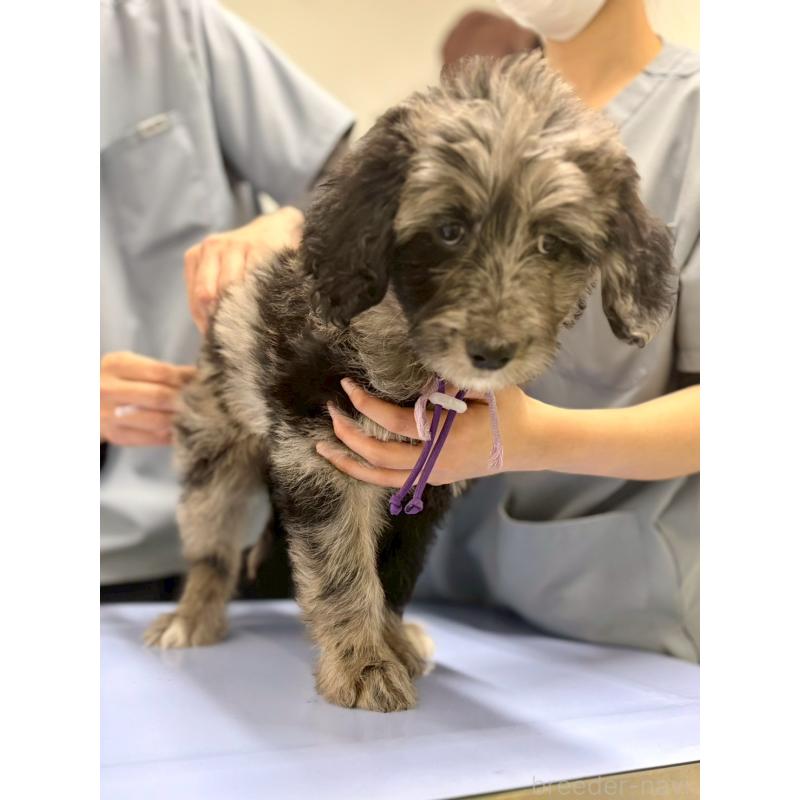 成約済の長野県のミックス犬-442538の4枚目