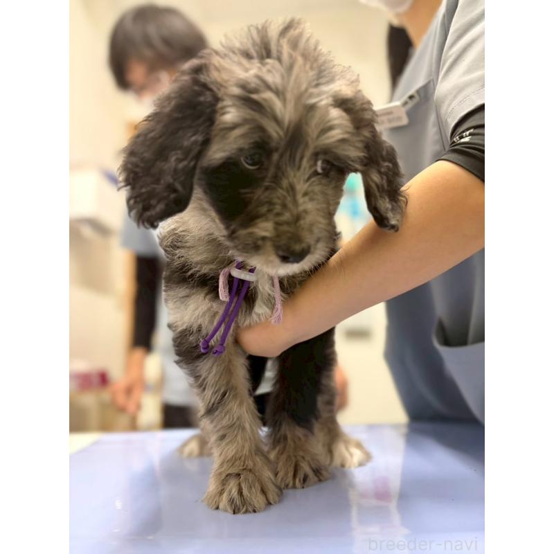 成約済の長野県のミックス犬-442538の3枚目