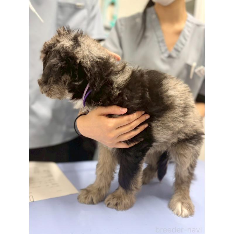 成約済の長野県のミックス犬-442538の2枚目