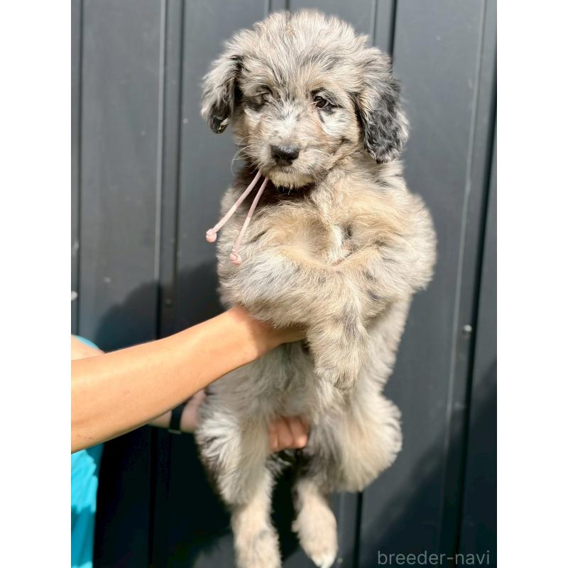 販売中の長野県のミックス犬-442539の4枚目